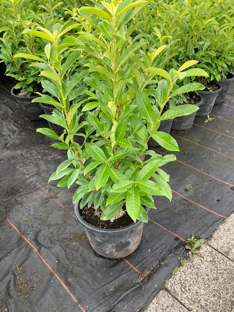 Prunus Genolia  ., Tuin en Terras, Planten | Struiken en Hagen, Ophalen, Laurier, Haag, 100 tot 250 cm