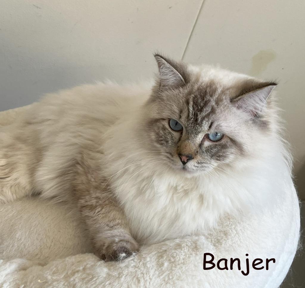 Ragdoll dekkaters met stamboom getest HCM/PKD (niet te koop)
