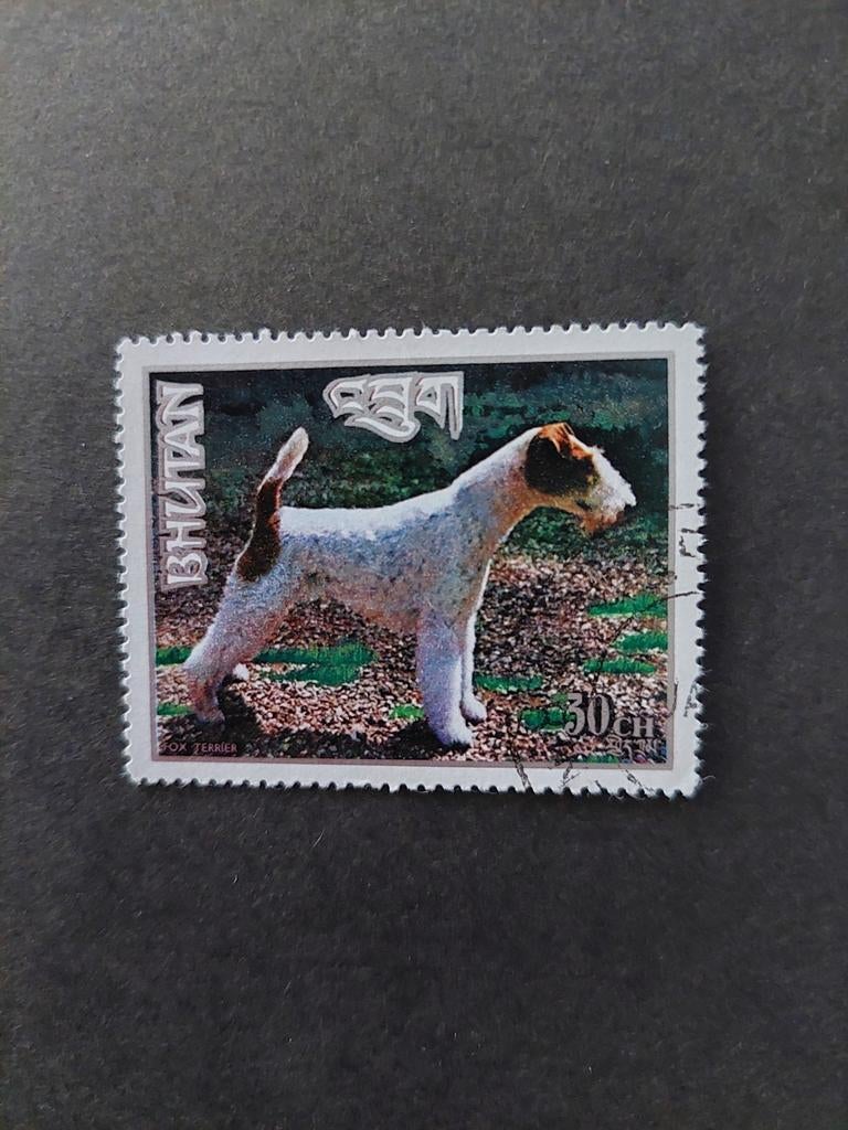 Hond. Terriër. Bhutan., Ophalen of Verzenden, Dier of Natuur