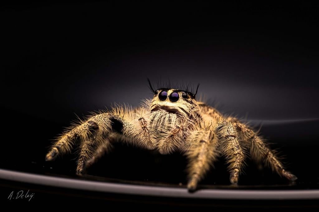 Jonge springspinnen, Hyllus Diardi, Dieren en Toebehoren, Insecten en Spinnen