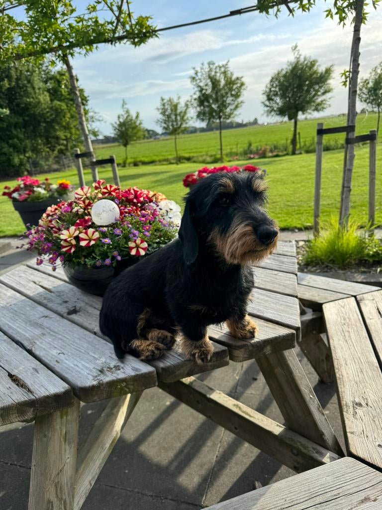 Dek reu teckel, Reu, Parvo, Eén hond, 3 tot 5 jaar