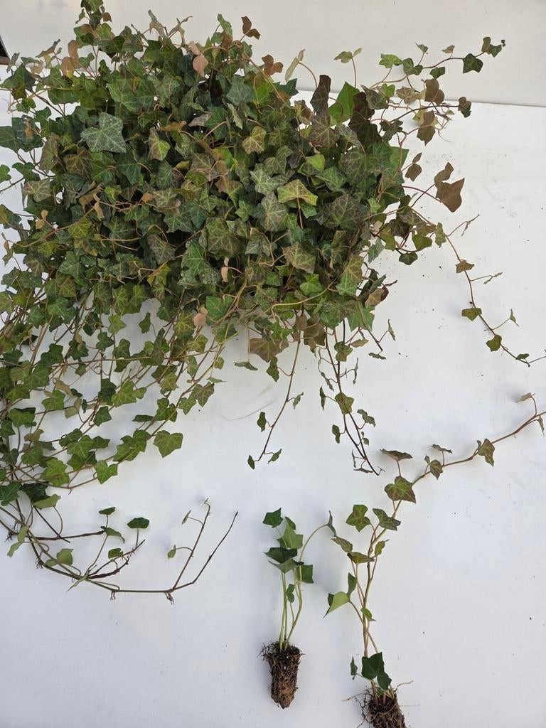 Hederastek voor buiten,  winterharde klimop, Ophalen, Overige soorten, Haag, Minder dan 100 cm