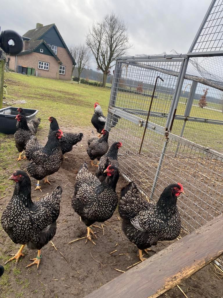 Broedeieren  zilver dubbelgezoomde barnevelder groot, Dieren en Toebehoren, Geslacht onbekend, Kip