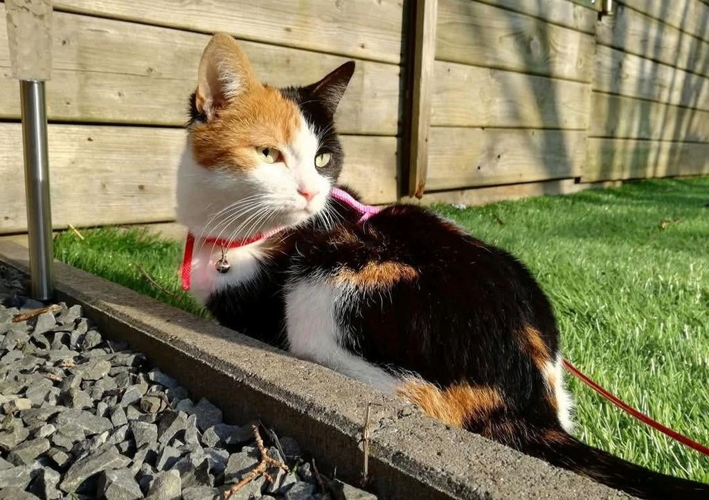 ! Vermist ! Lapjespoes, Dieren en Toebehoren, Katten en Kittens | Overige Katten, Poes