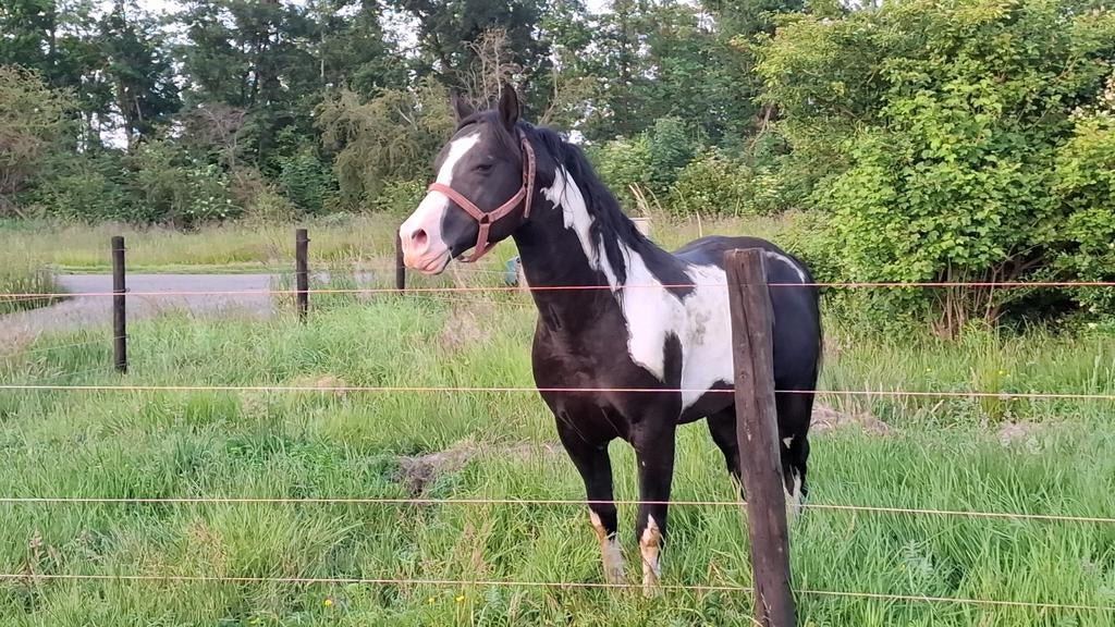 Gezocht paarden en ponys, Minder dan 160 cm, Niet van toepassing, 0 tot 2 jaar, Westernpaard