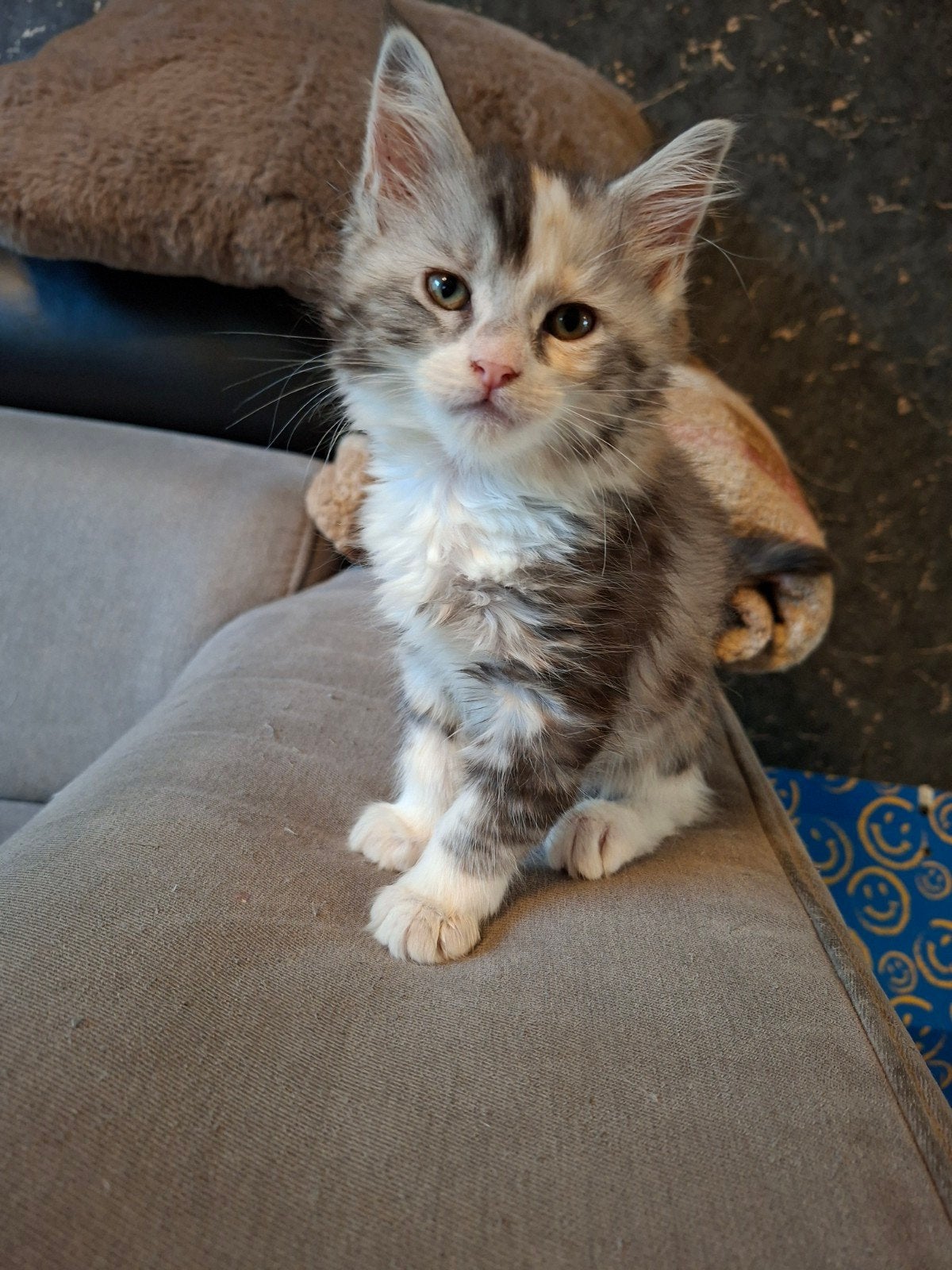 7 Maine Coon Kittens Klaar voor hun Gouden Mandje!, Meerdere dieren