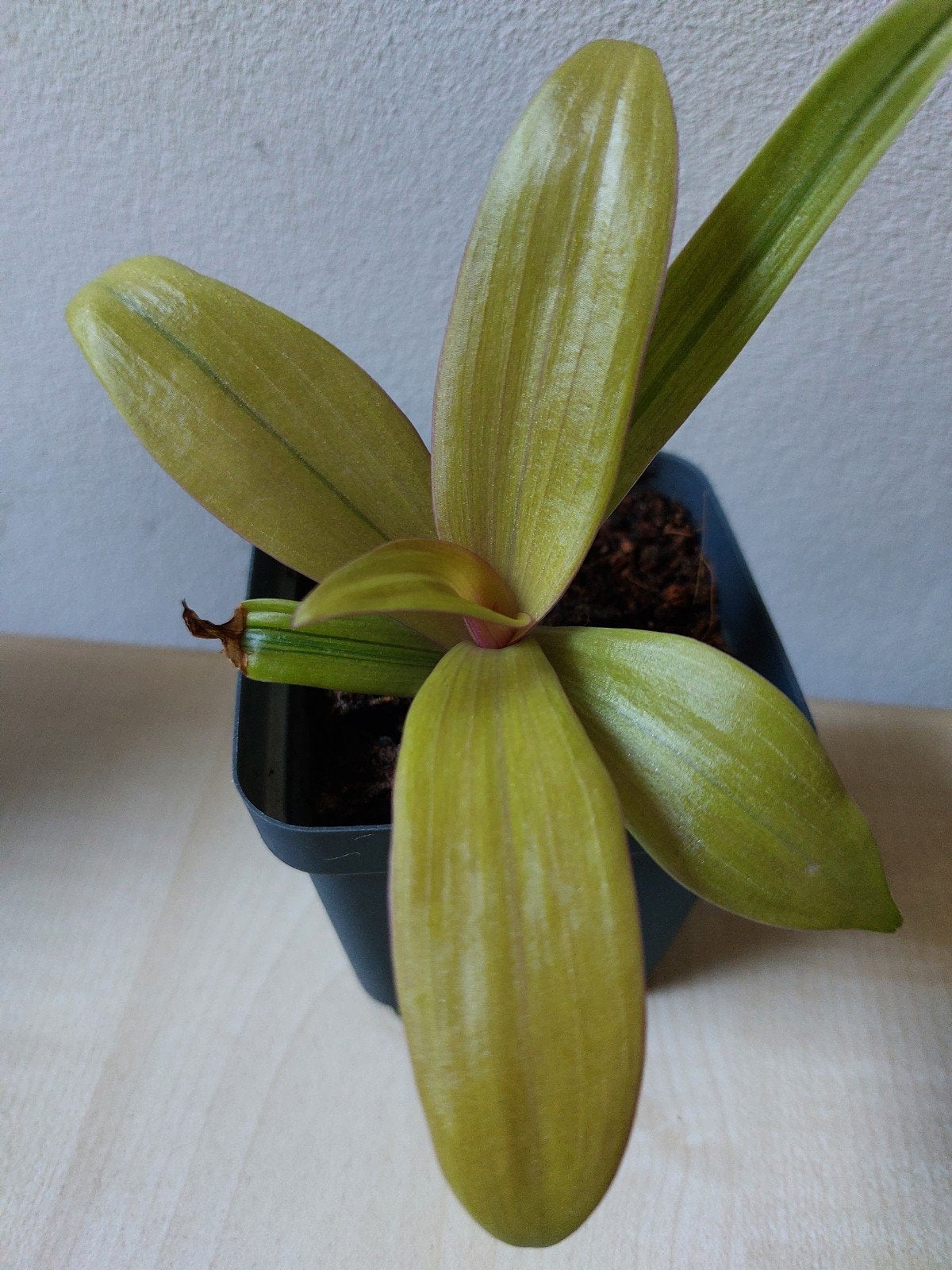 Tradescantia Rhoeo Sitara Gold - Unieke Kamerplant, Ophalen of Verzenden, Overige soorten, Volle zon
