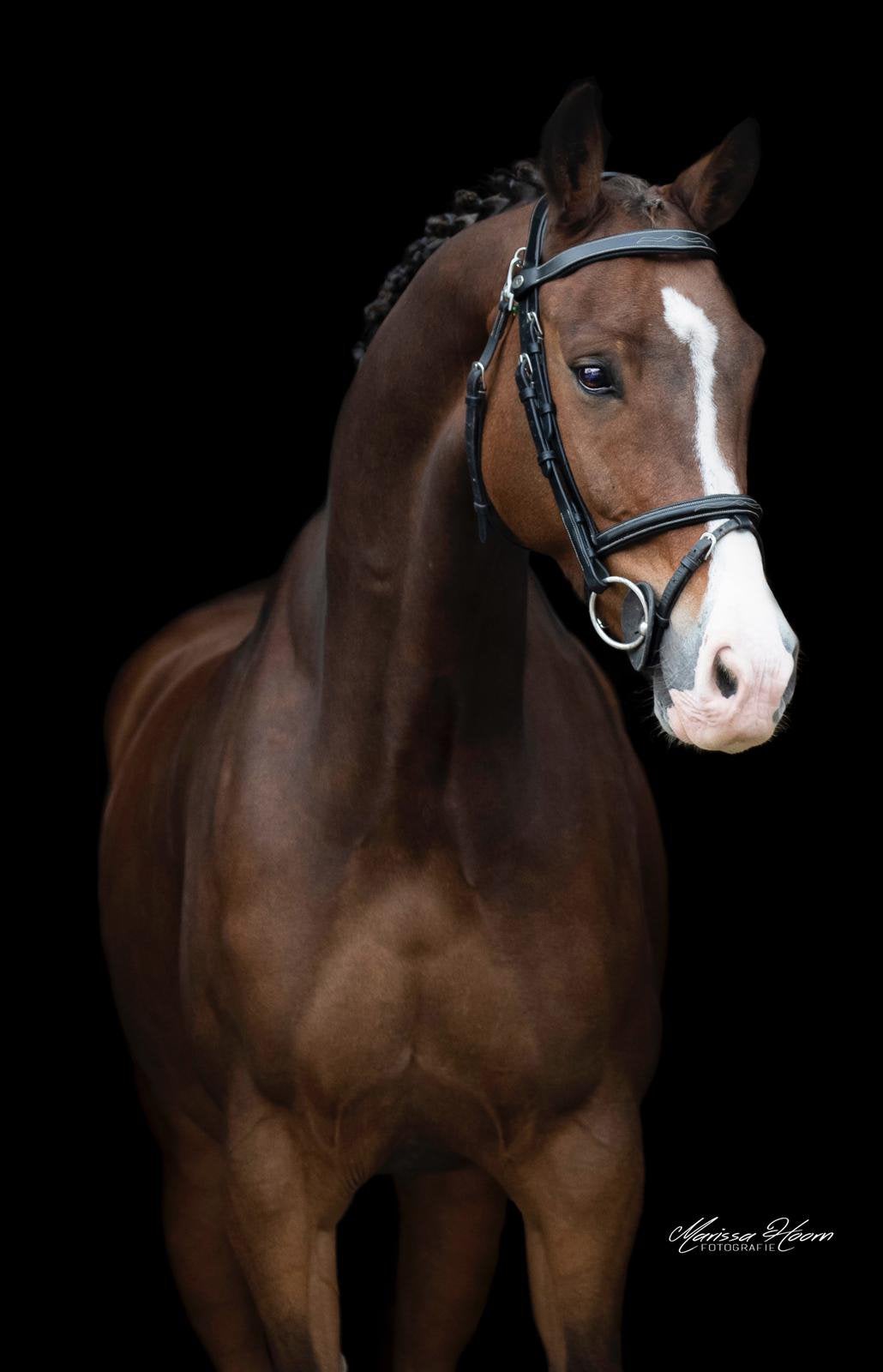 Knappe 14 jarige ruin., Dieren en Toebehoren, Springpaard, Met stamboom, Ruin, M