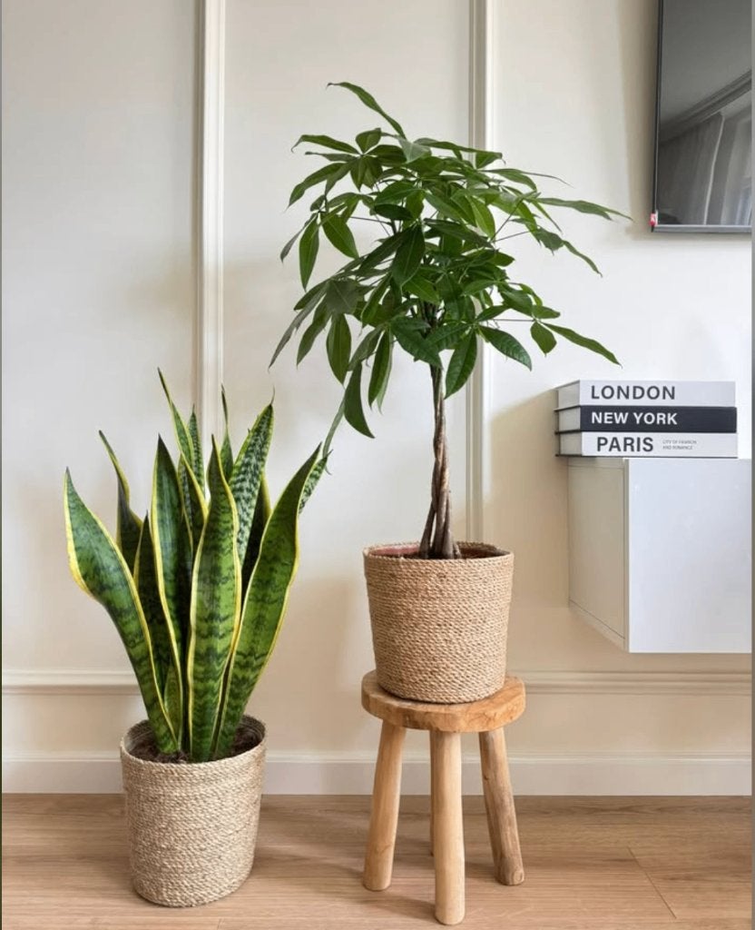 2 for 85- Sansevieria laurentii &Pachira (Money Tree), Ophalen of Verzenden, In pot, Halfschaduw, Minder dan 100 cm