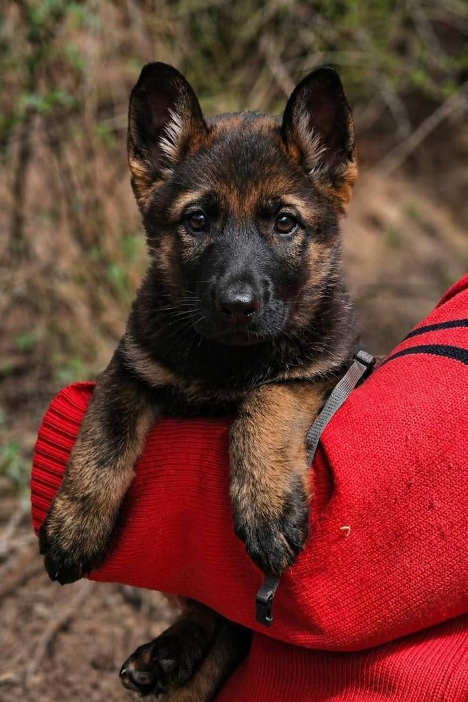 Mooie Wolfsgrauwe Duitse herder pup, Dieren en Toebehoren, Honden | Herdershonden en Veedrijvers, Particulier, 8 tot 15 weken