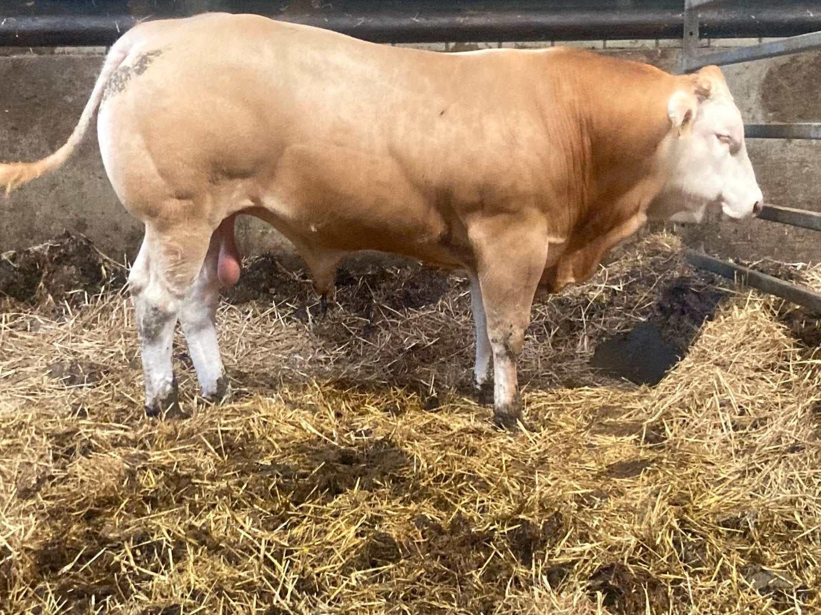 Blonde aquitaine fokstier, Dieren en Toebehoren, Runderen, Mannelijk, 0 tot 2 jaar