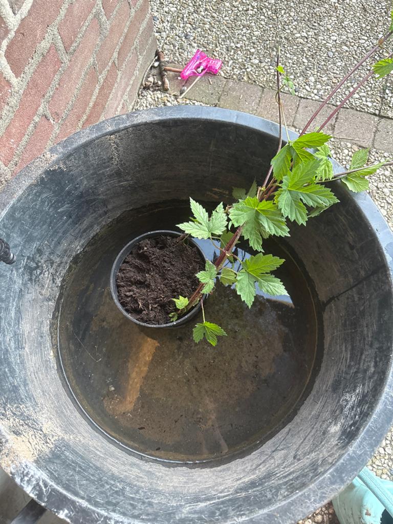 Jonge Hop Plant - Klimplant voor Tuin of Balkon, Ophalen, Volle zon, Vaste plant, Klimplanten