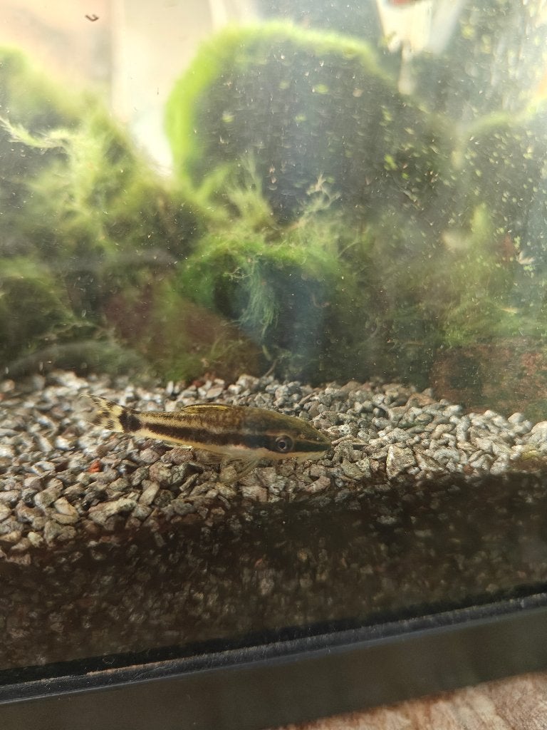Diverse Aquariumvissen en garnalen, Vis, Zoetwatervis