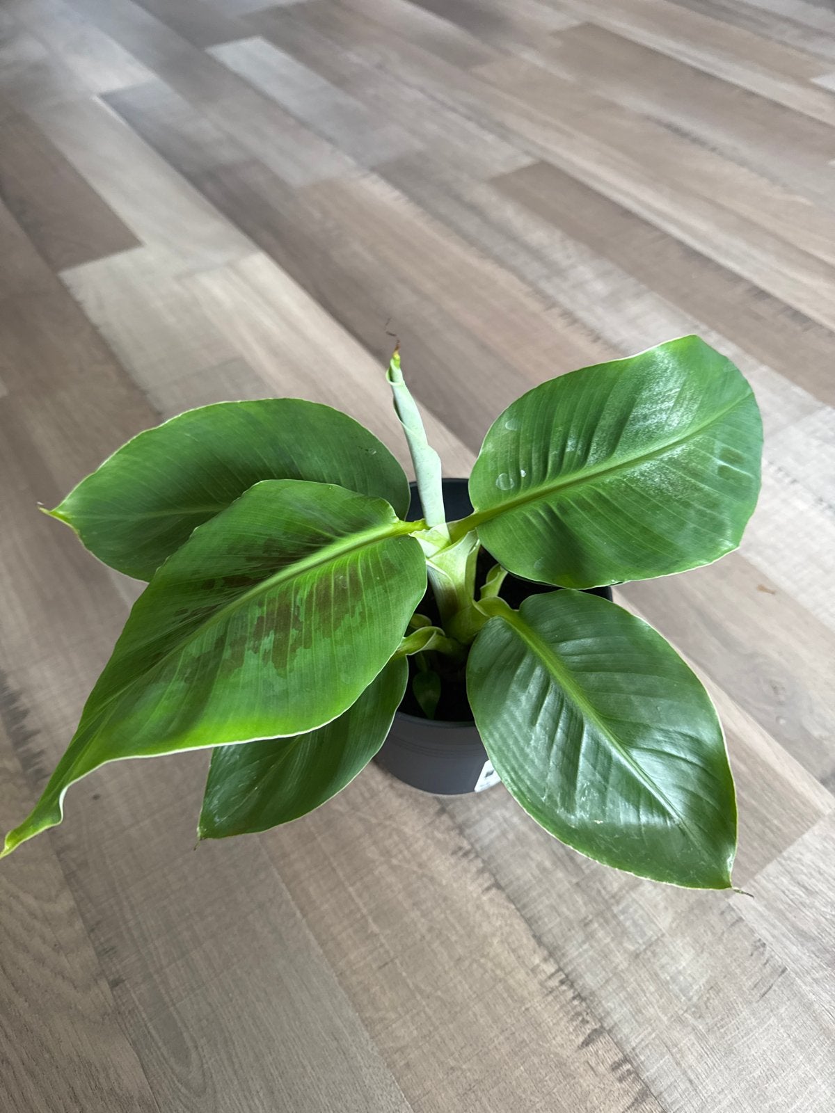 Musa Dwarf Cavendish - Bananenplant in pot, Overige soorten, Ophalen of Verzenden, In pot, Minder dan 100 cm