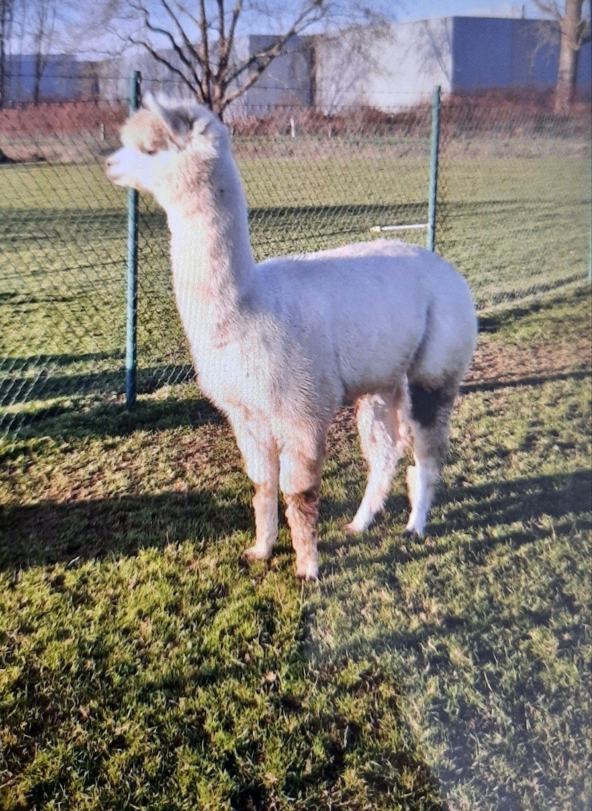 Alpaca hengst, Augustus, Mannelijk