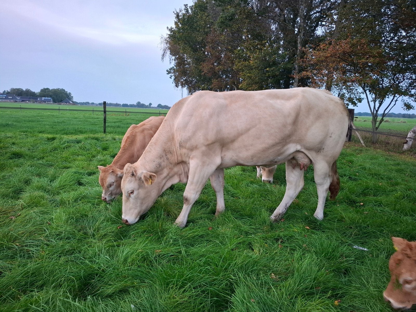 blonde aquitaine zoogstel, Dieren en Toebehoren, Mannelijk, 3 tot 6 jaar