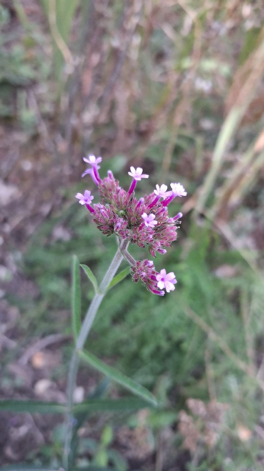 verbena bonariensis tuinplant, Tuin en Terras, Ophalen, Overige soorten, Volle zon