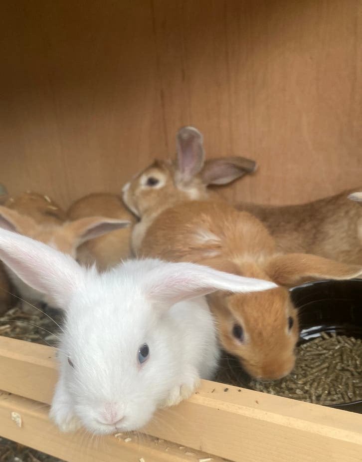 Baby dwerg konijntjes, Dieren en Toebehoren, Konijnen, Meerdere dieren, Dwerg