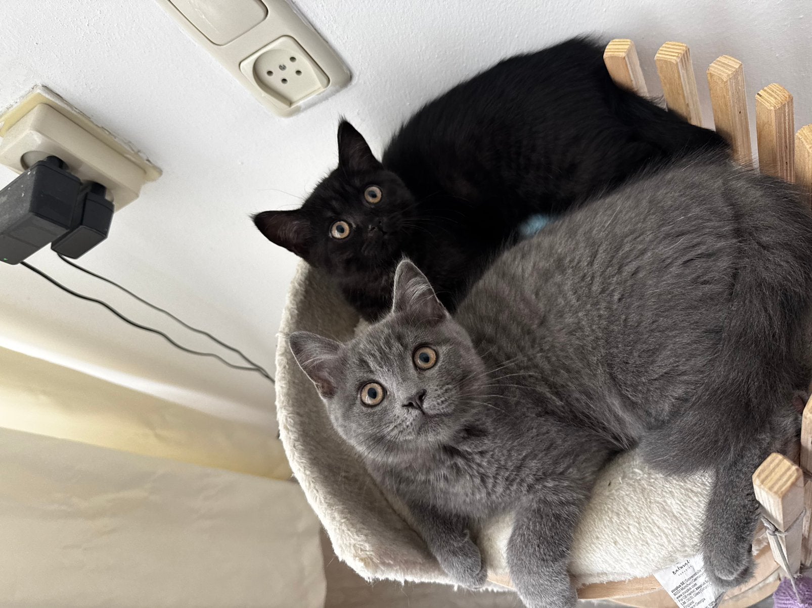 Britse korthaar kittens LAATSTE TWEE CHOCOLADEBRUIN EN BLUE, Meerdere dieren