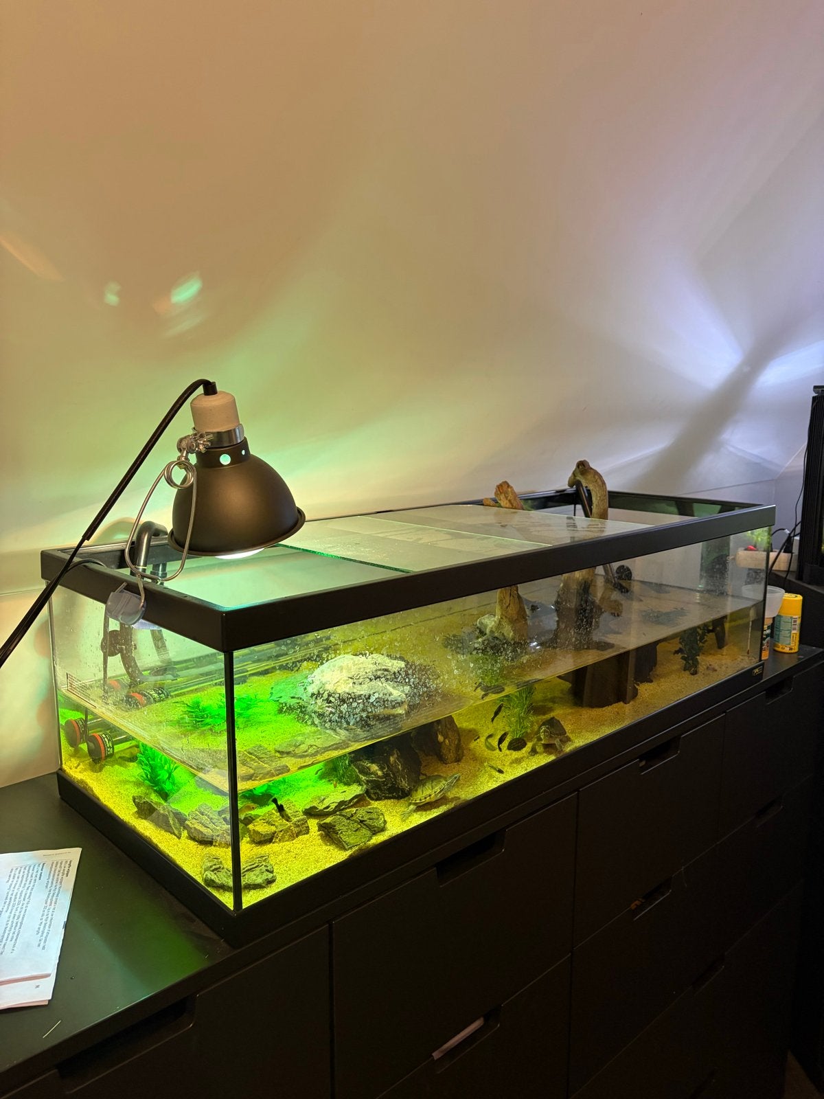 Aquarium, Dieren en Toebehoren, Ophalen of Verzenden