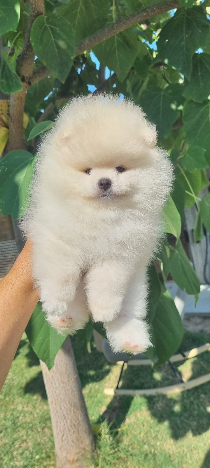 🌺Pomeranian🌺, België, Particulier, Overige rassen, 8 tot 15 weken