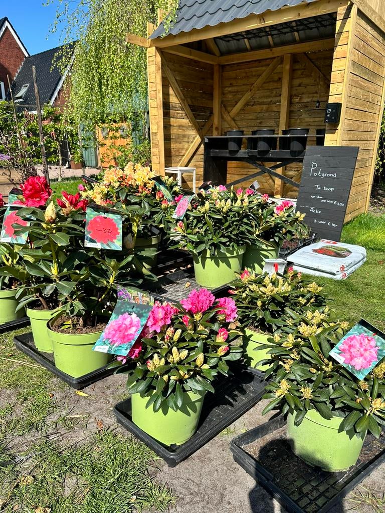 Rhododendron te koop, Tuin en Terras, Planten | Bomen, Ophalen of Verzenden, Lente, Halfschaduw, Overige soorten