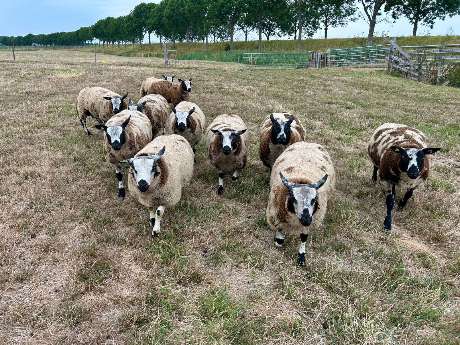 Bonte dekrammen, Dieren en Toebehoren, Schapen, Geiten en Varkens, Mannelijk, Schaap, 0 tot 2 jaar