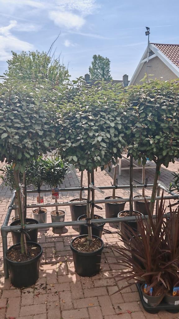 Bolvormige Elaeagnus Ebbingei (Olijfwilg), Volle zon, Vaste plant, Bloeit niet, Ophalen