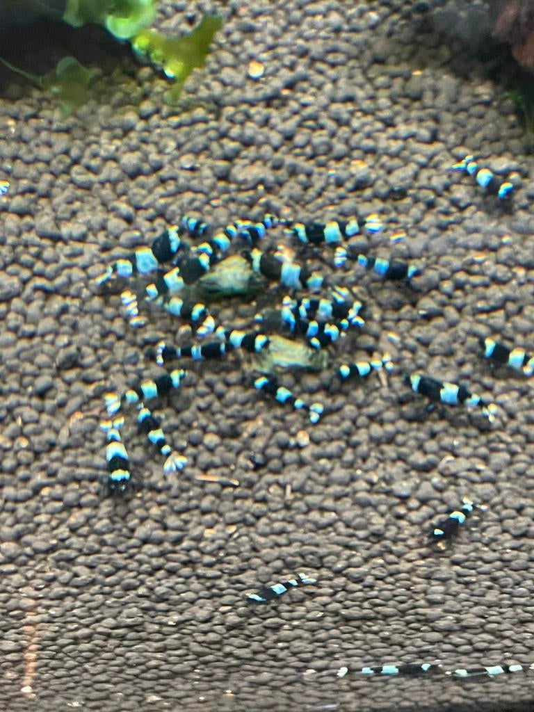 Blue Panda garnalen blauw zwart high grade. Caridina, Dieren en Toebehoren, Vissen | Aquariumvissen, Kreeft, Krab of Garnaal