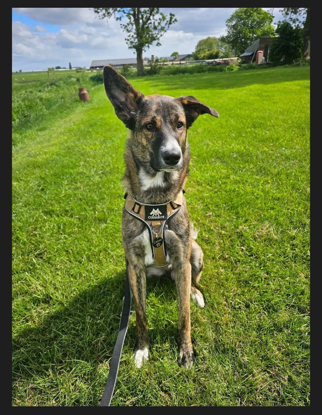Cammi, Particulier, 15 weken tot 1 jaar, Buitenland, Teef