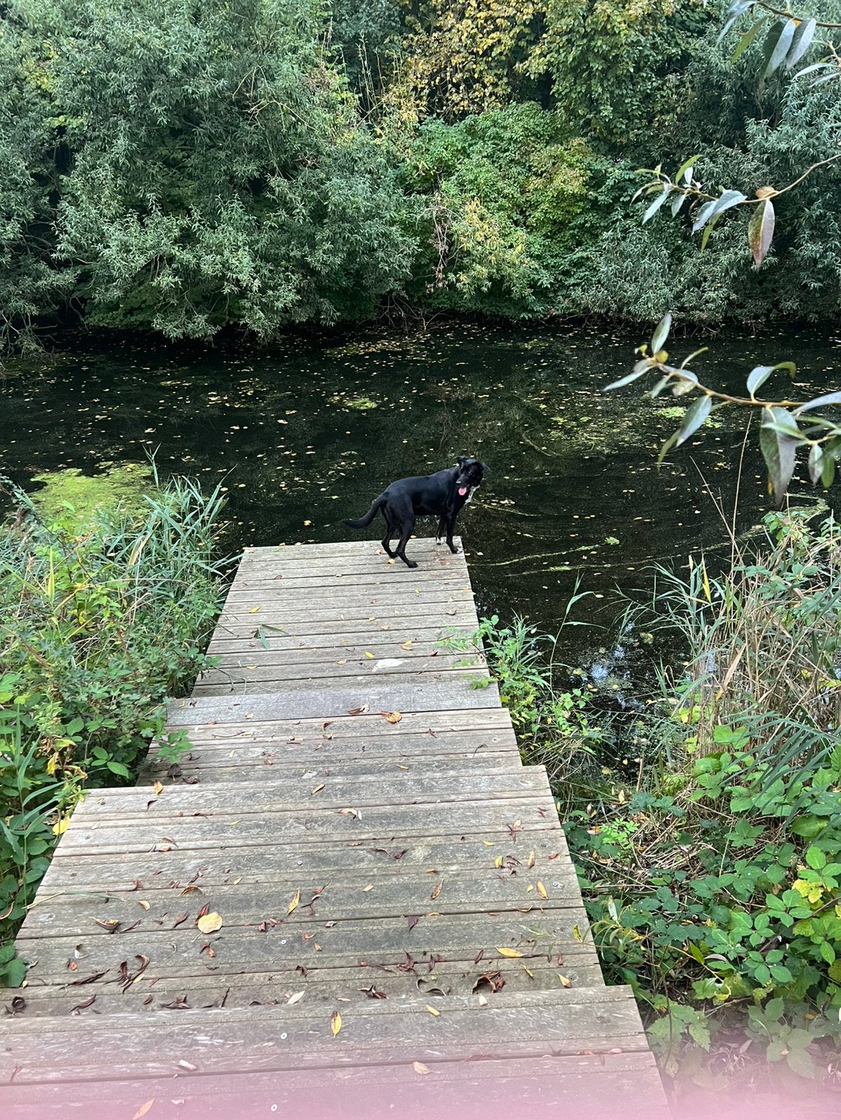 MET SPOED hondje zoekt gouden mandje/ nieuw huisje gezocht, Dieren en Toebehoren, Ophalen
