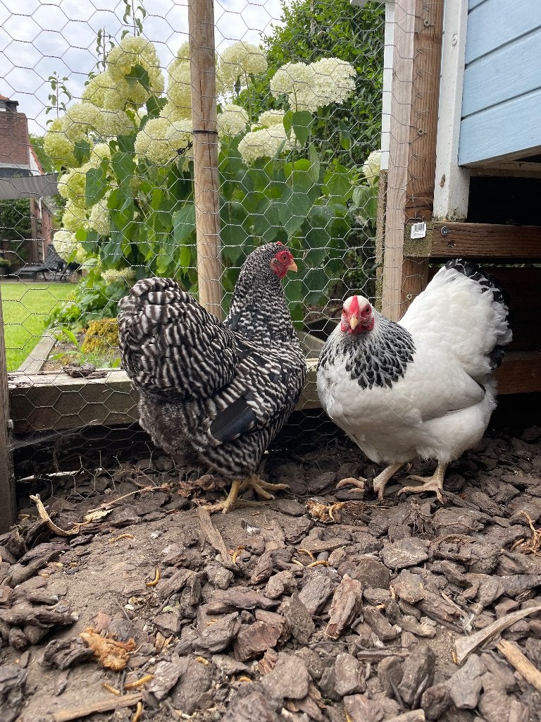 Wyandotte kippen, Dieren en Toebehoren, Pluimvee, Kip, Vrouwelijk