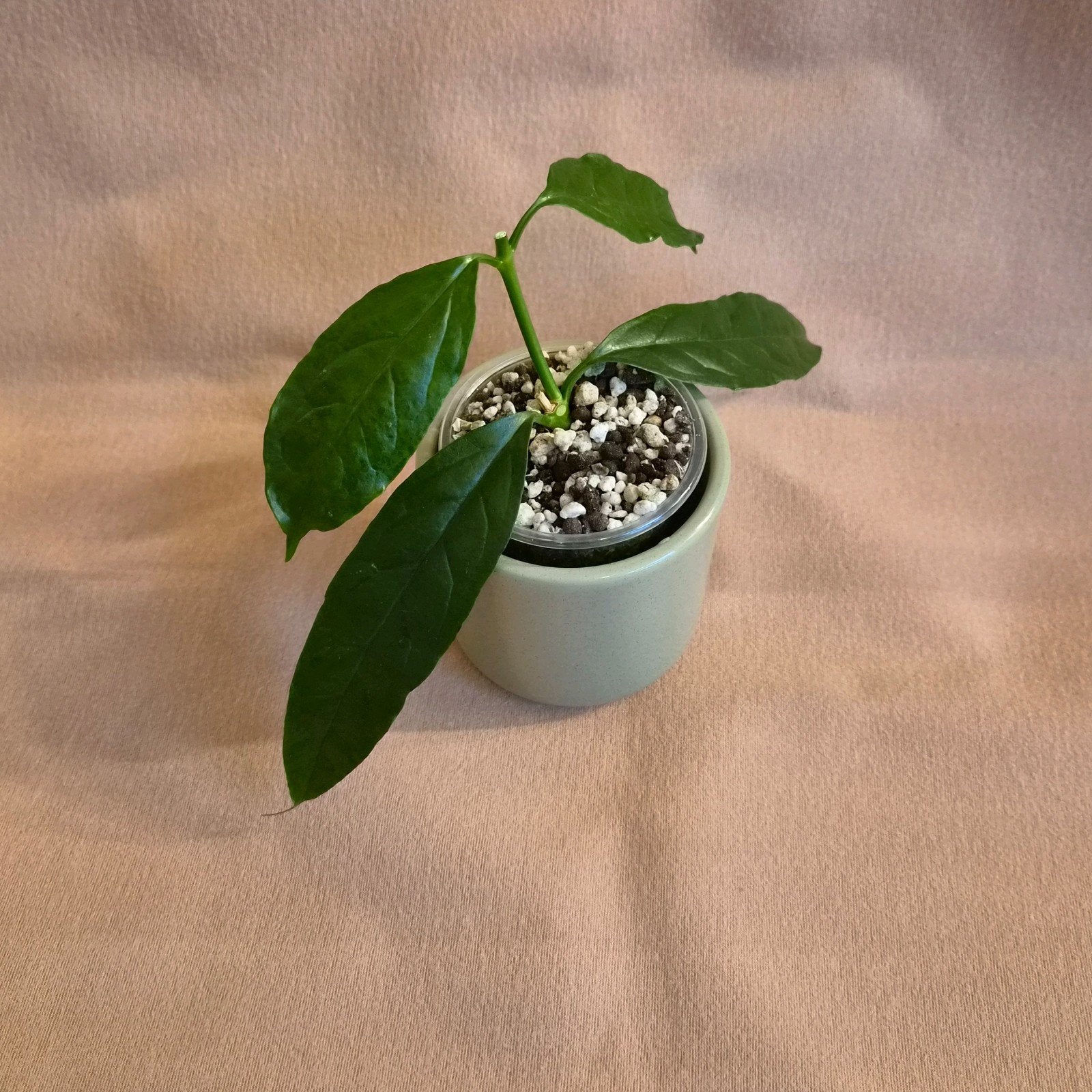 Hoya Decipulae 2, Verzenden, Overige soorten, Halfschaduw, Minder dan 100 cm