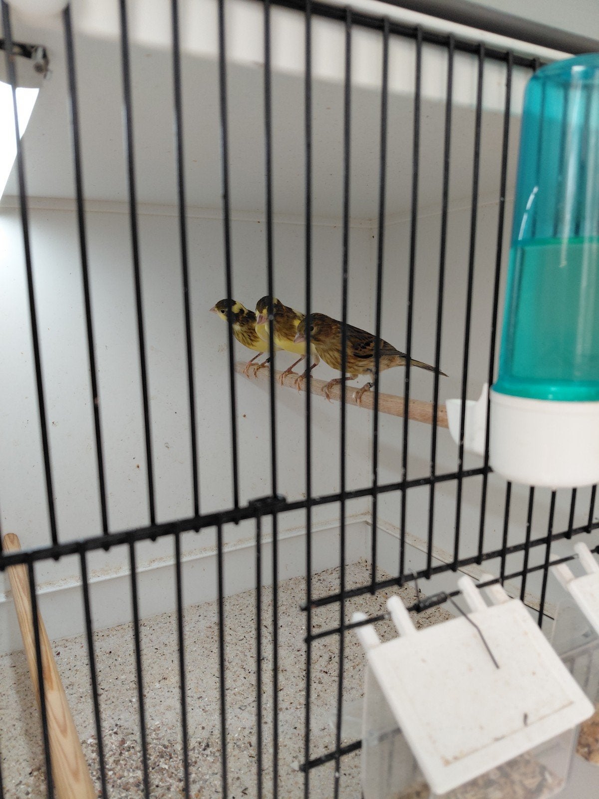 kanaries bont, Dieren en Toebehoren, Vogels | Kanaries, Meerdere dieren, Kleurkanarie