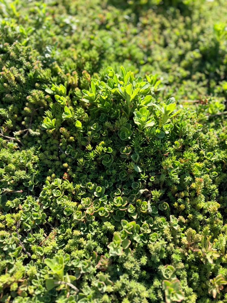 sedum vegetatiemat, Tuin en Terras, Ophalen of Verzenden, Overige soorten, Minder dan 100 cm