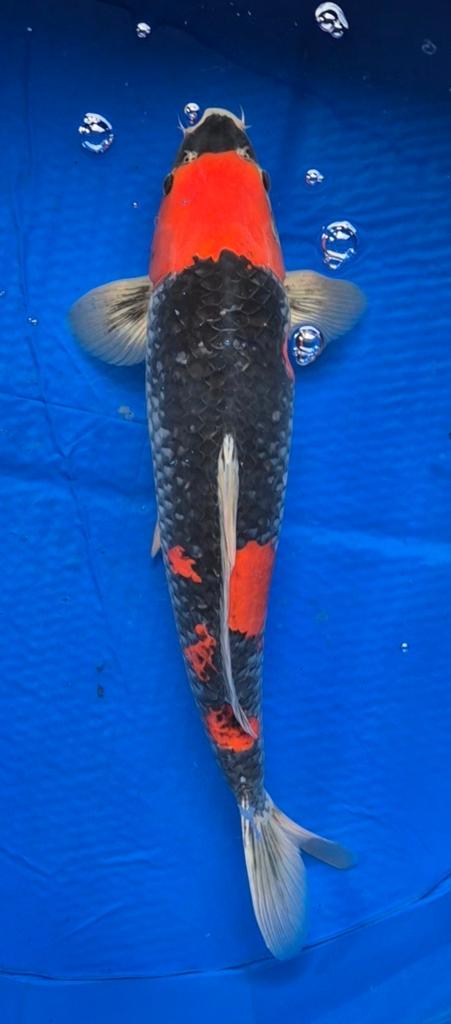 Goshiki koi koikarper 57cm, Dieren en Toebehoren, Vissen | Vijvervissen, Karper of Koi