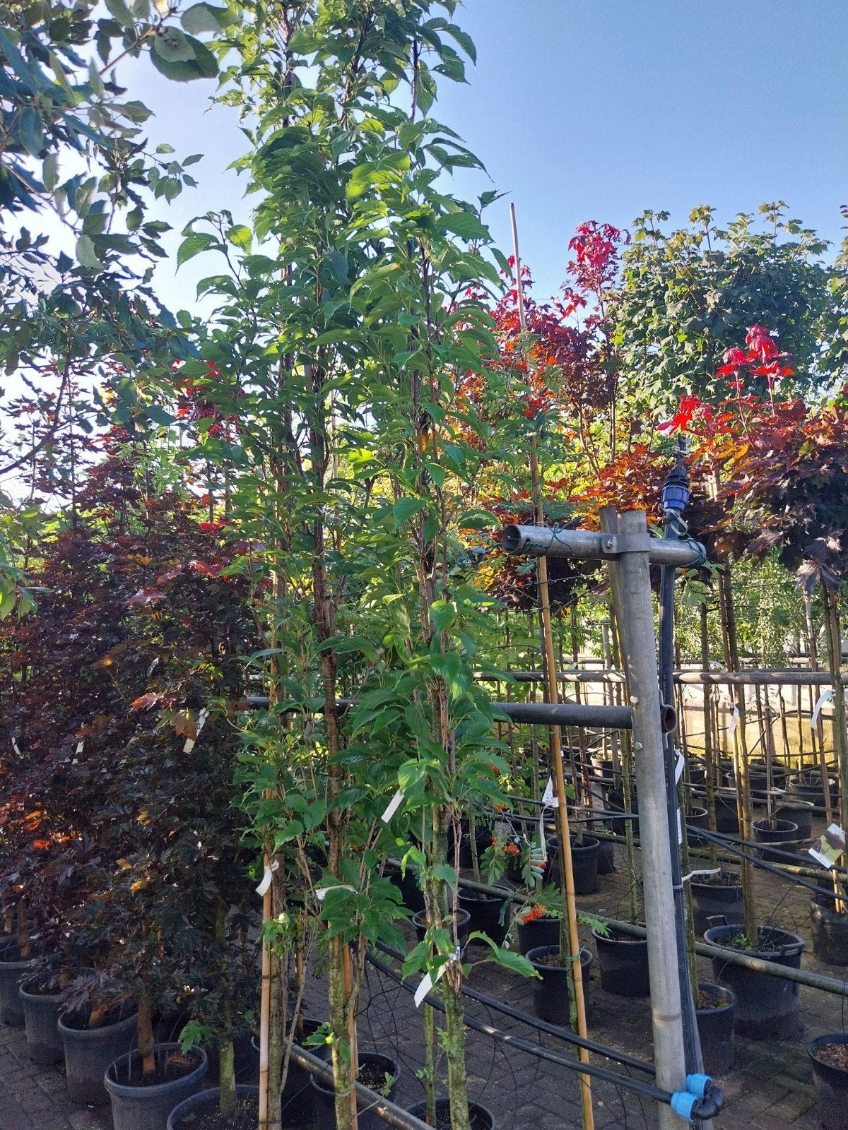 Prunus Amanogawa - Japanse Sierkers, Tuin en Terras, Planten | Struiken en Hagen, Laurier, 250 cm of meer, Ophalen