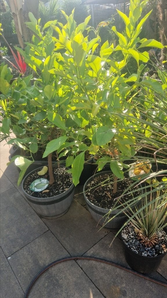 citroenplanten, mandarijnplanten en overige citrusplanten, Ophalen, Volle zon, Vaste plant, Fruitplanten