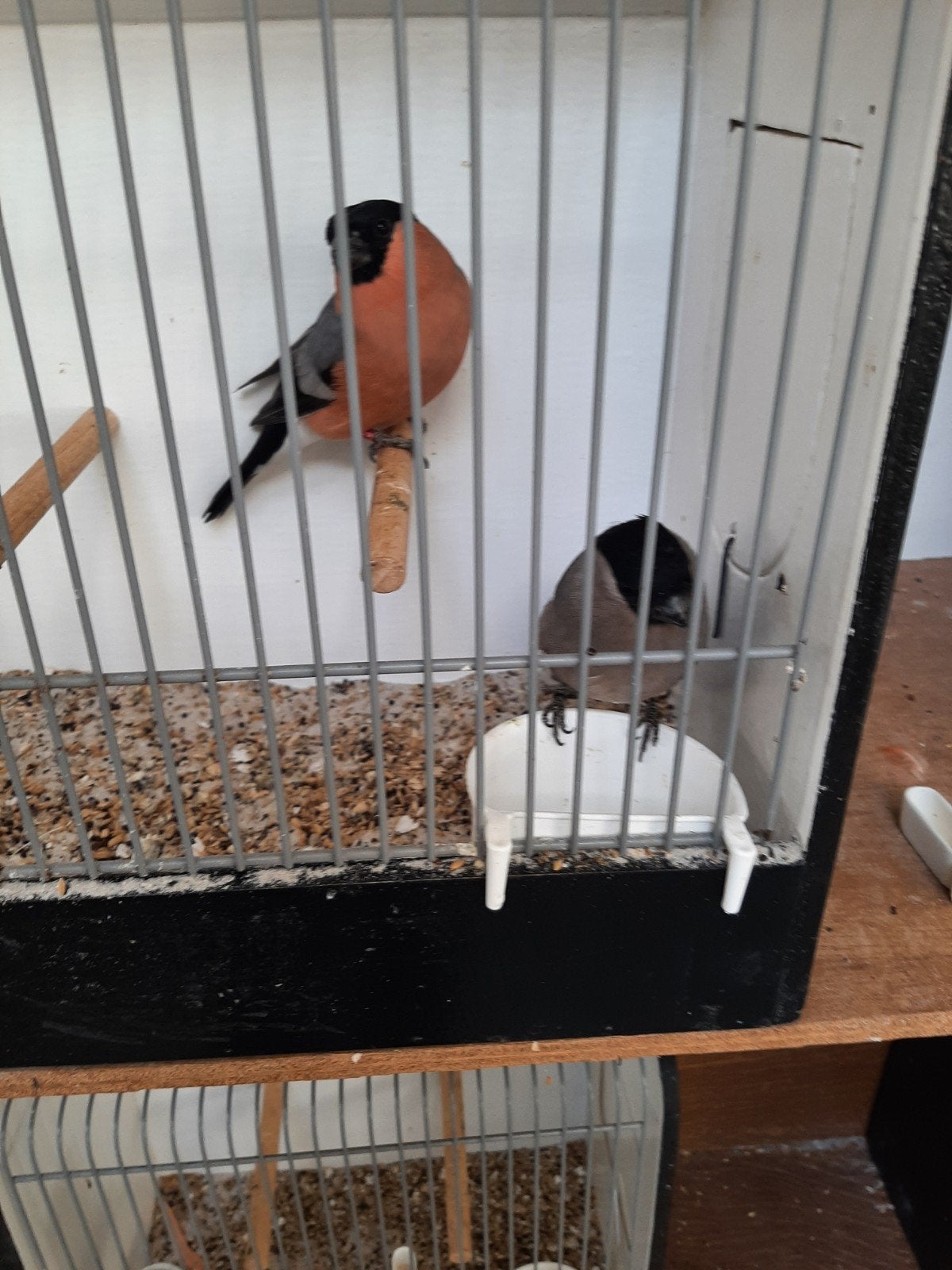 Noorse goudvinken, Dieren en Toebehoren, Meerdere dieren, Wildzangvogel, Geringd