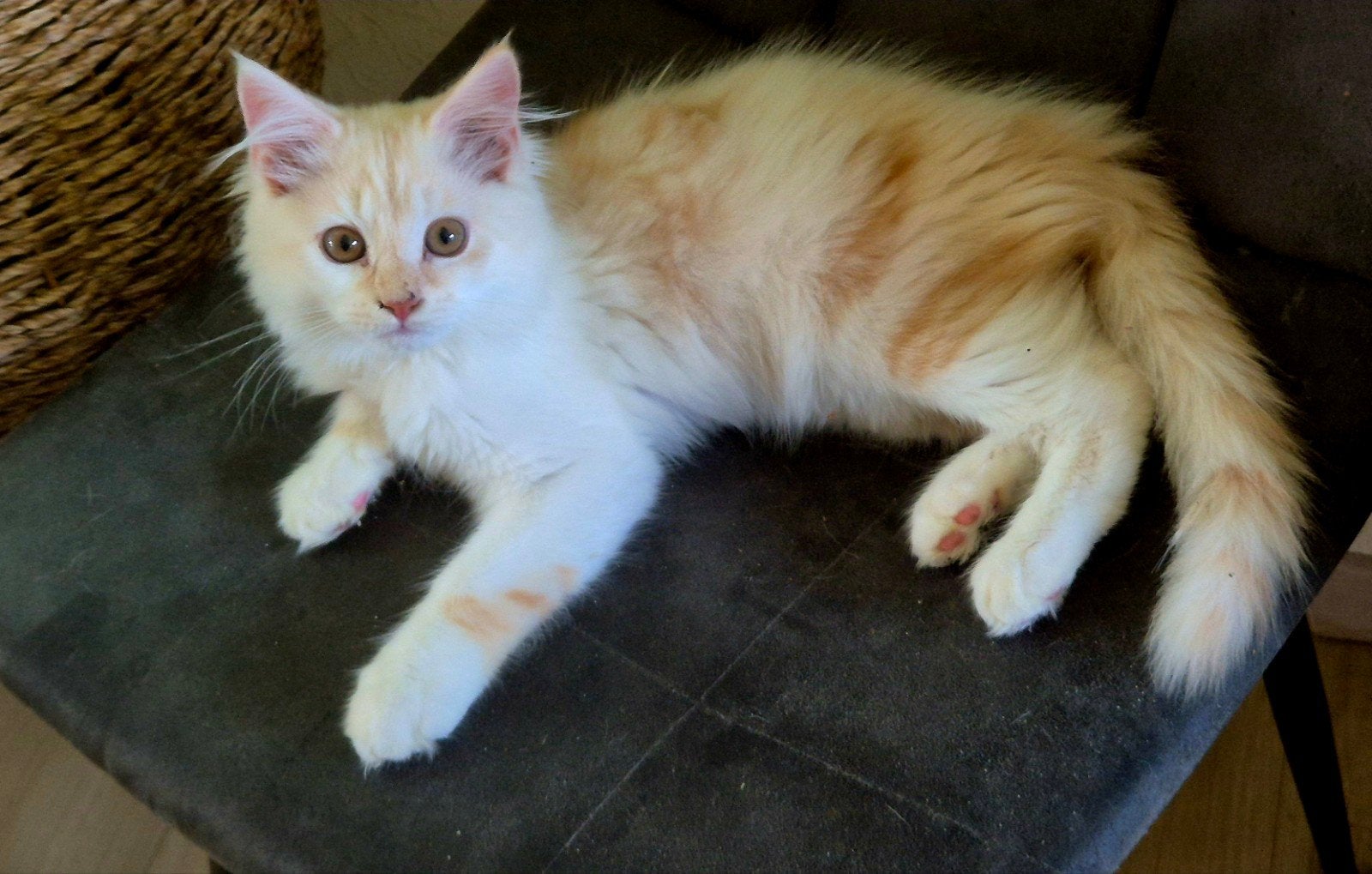 maine coon kitten xxl beschikbaar rasecht, Meerdere dieren, Ontwormd, 0 tot 2 jaar