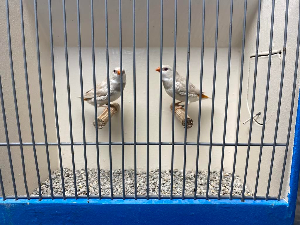 Koppel Diamantvinken, Geelsnavel Pastel!, Dieren en Toebehoren, Vogels | Overige Vogels, Meerdere dieren