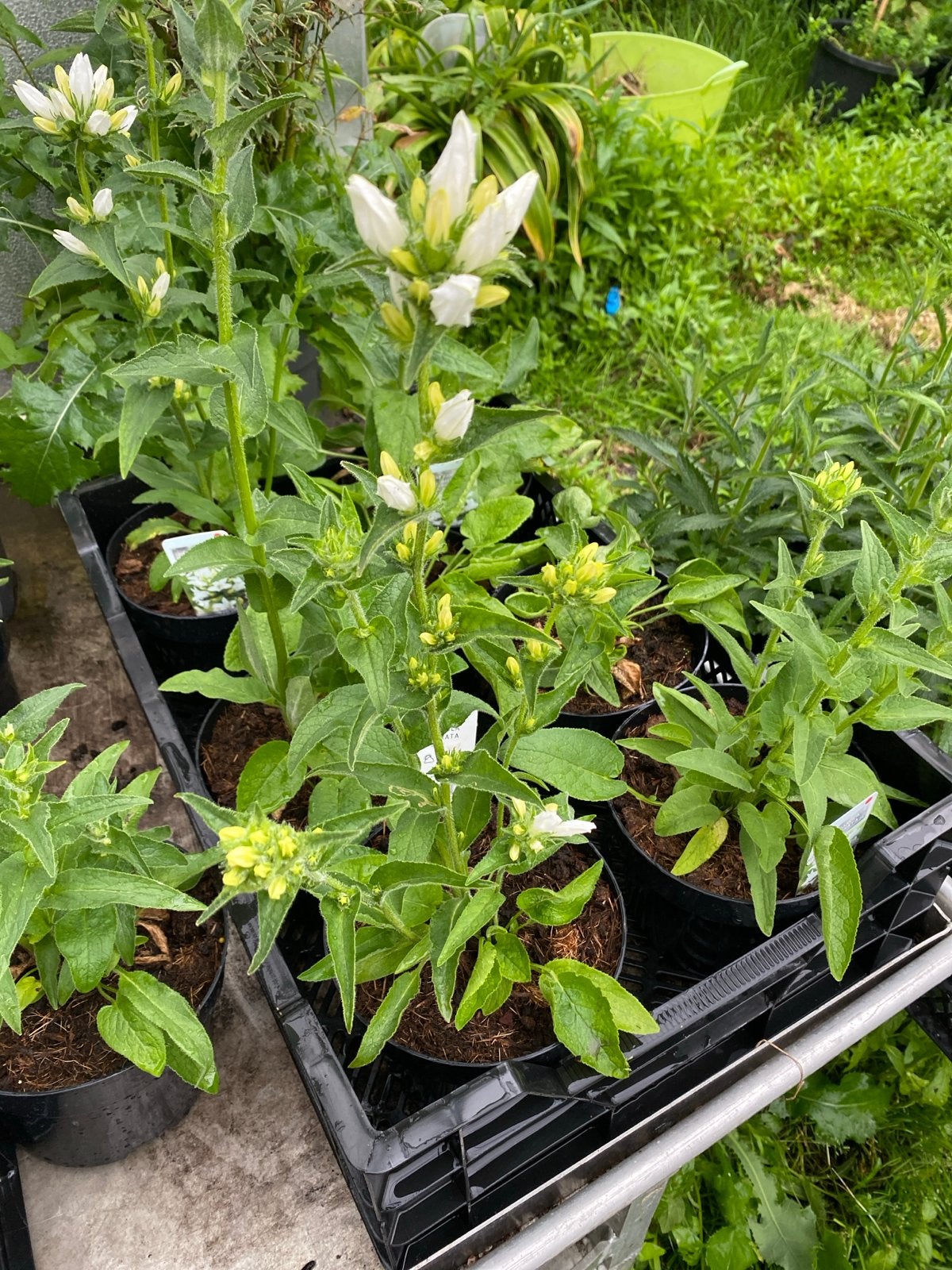 Campanula Glomerata Alba - Klokjesbloem, Tuin en Terras, Volle zon, Vaste plant, Zomer, Ophalen