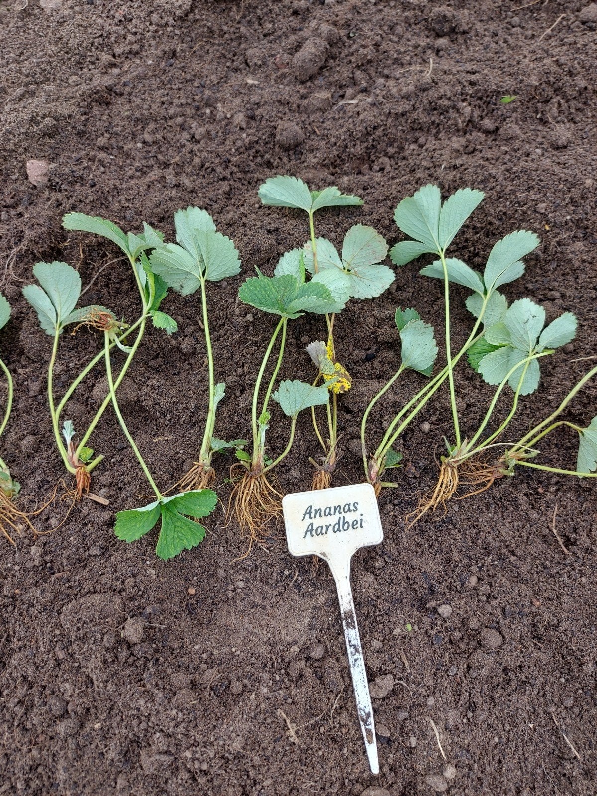 Ananas Aardbei Planten - Vers uit Volle Grond, Ophalen of Verzenden, Lente, Vaste plant, Fruitplanten