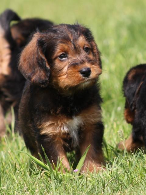 Poogle pups, Dieren en Toebehoren, Nederland, Parvo, Overige rassen, 8 tot 15 weken