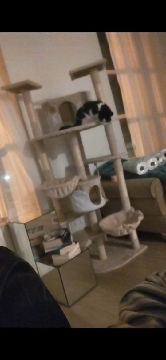 Cat tree, Ophalen, Krabpaal