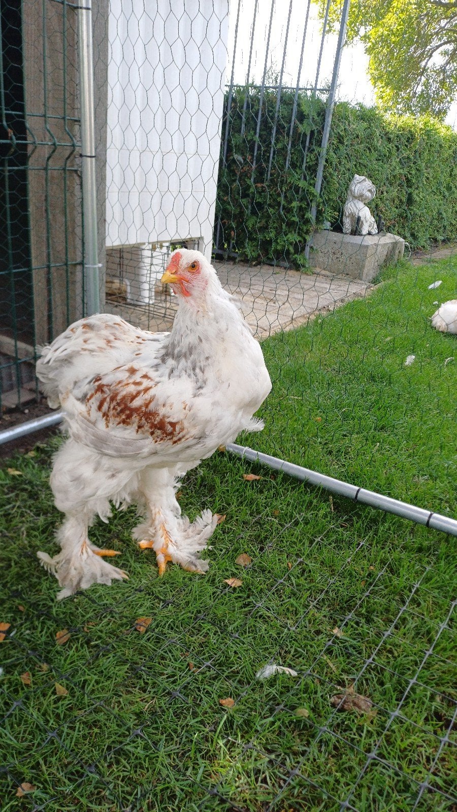 brahma zalm haan, Dieren en Toebehoren, Mannelijk, Kip