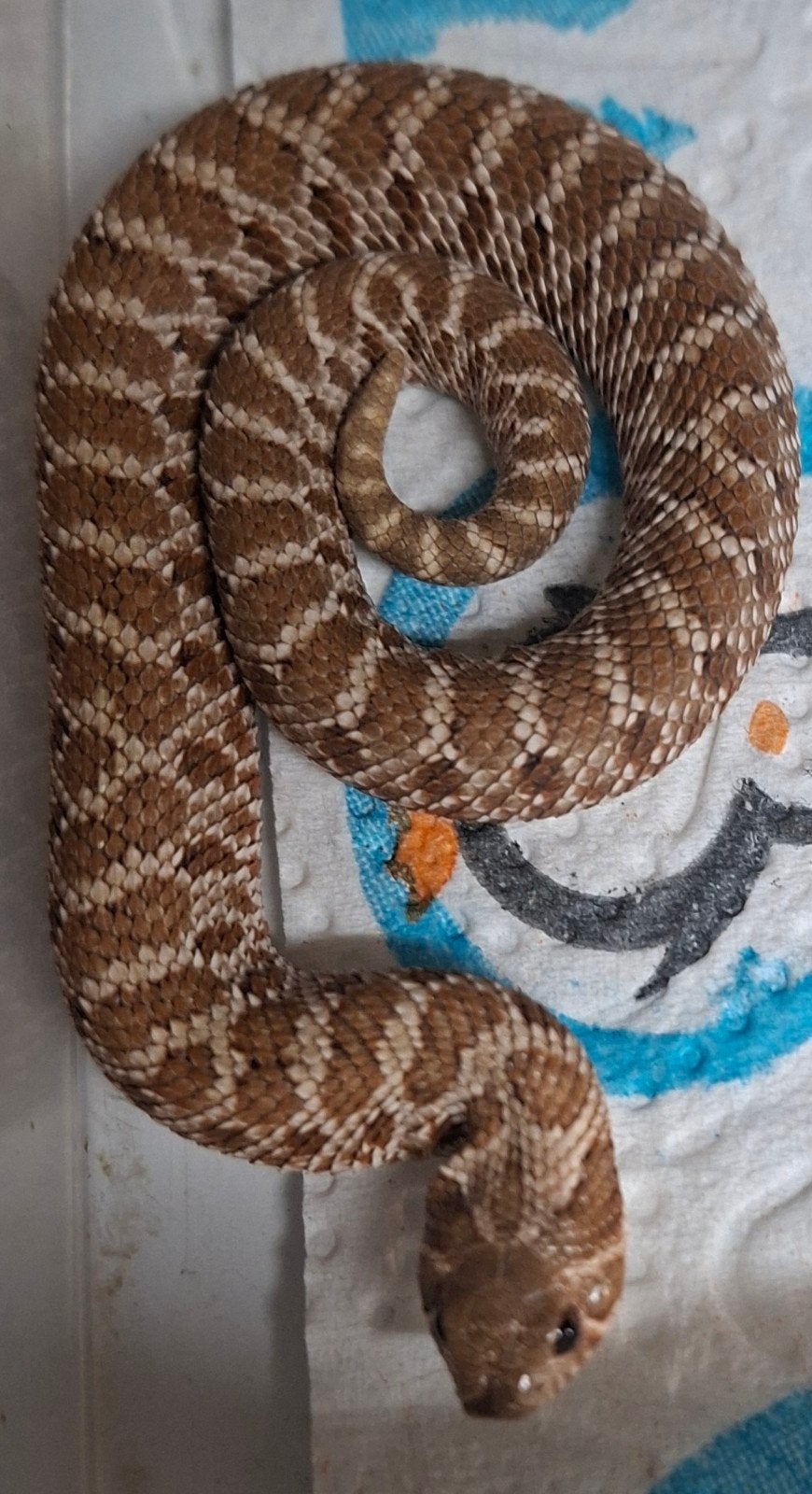 hognose 100 het lucy 1.1, Slang, Tam, 0 tot 2 jaar