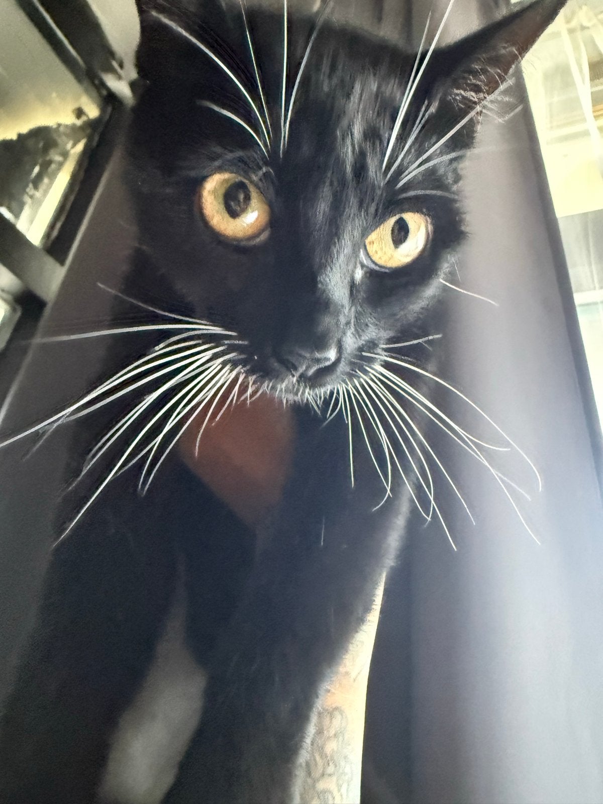 Poes zoekt goude mandje ZO SNEL MOGELIJK, Dieren en Toebehoren, Katten en Kittens | Overige Katten, Poes