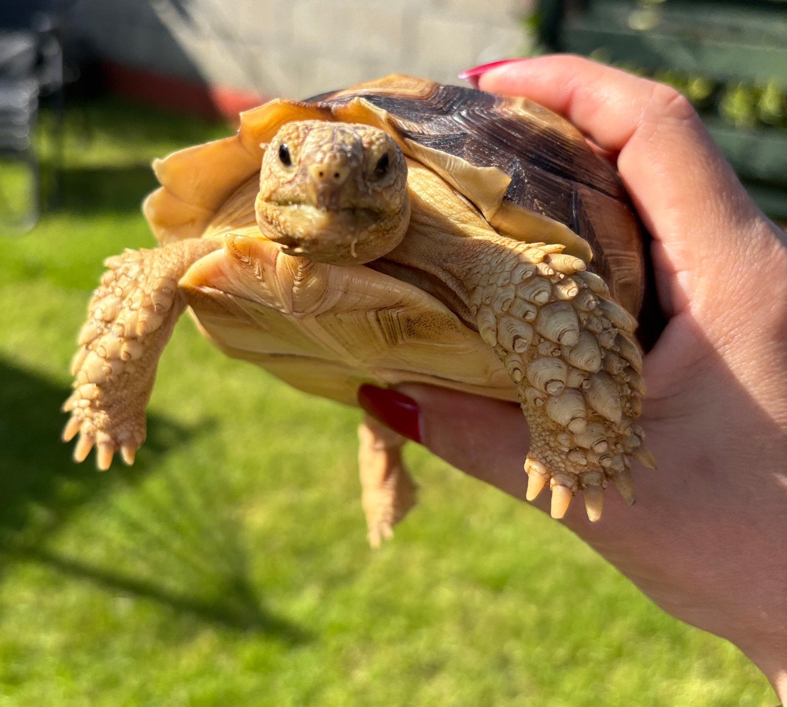 Sulcata Schilpad., Dieren en Toebehoren, Slang, 0 tot 2 jaar