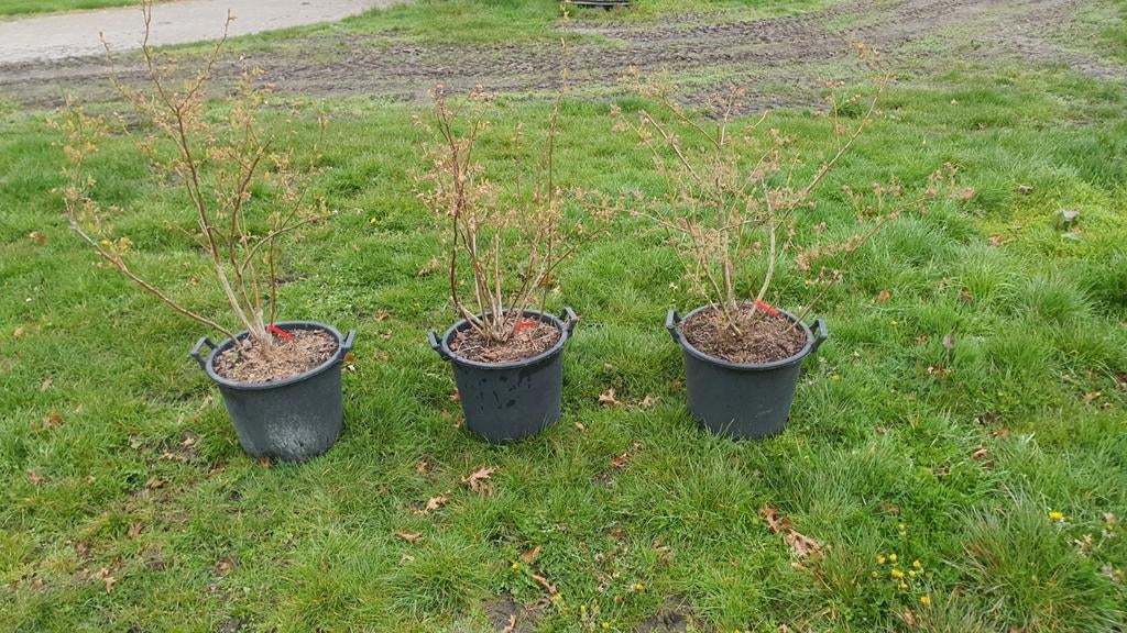 Blauwe bessen planten, jonge groeikrachtige struiken, Tuin en Terras, Ophalen, Overige soorten, Minder dan 100 cm